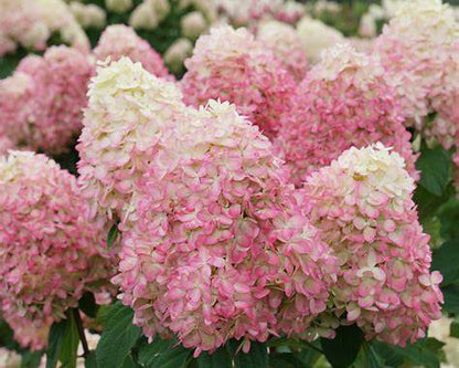 Limelight Prime Hydrangea – Panicle Hydrangea Shrub