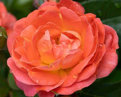 Orange Glow Knock Out Rose – Disease-Resistant Landscape Rose