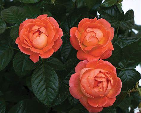 Orange Glow Knock Out Rose – Disease-Resistant Landscape Rose