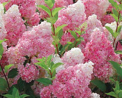 Strawberry Sundae Hydrangea – Pink & White Color Changing Flowering Shrub | Hydrangea paniculata ‘Rensun’
