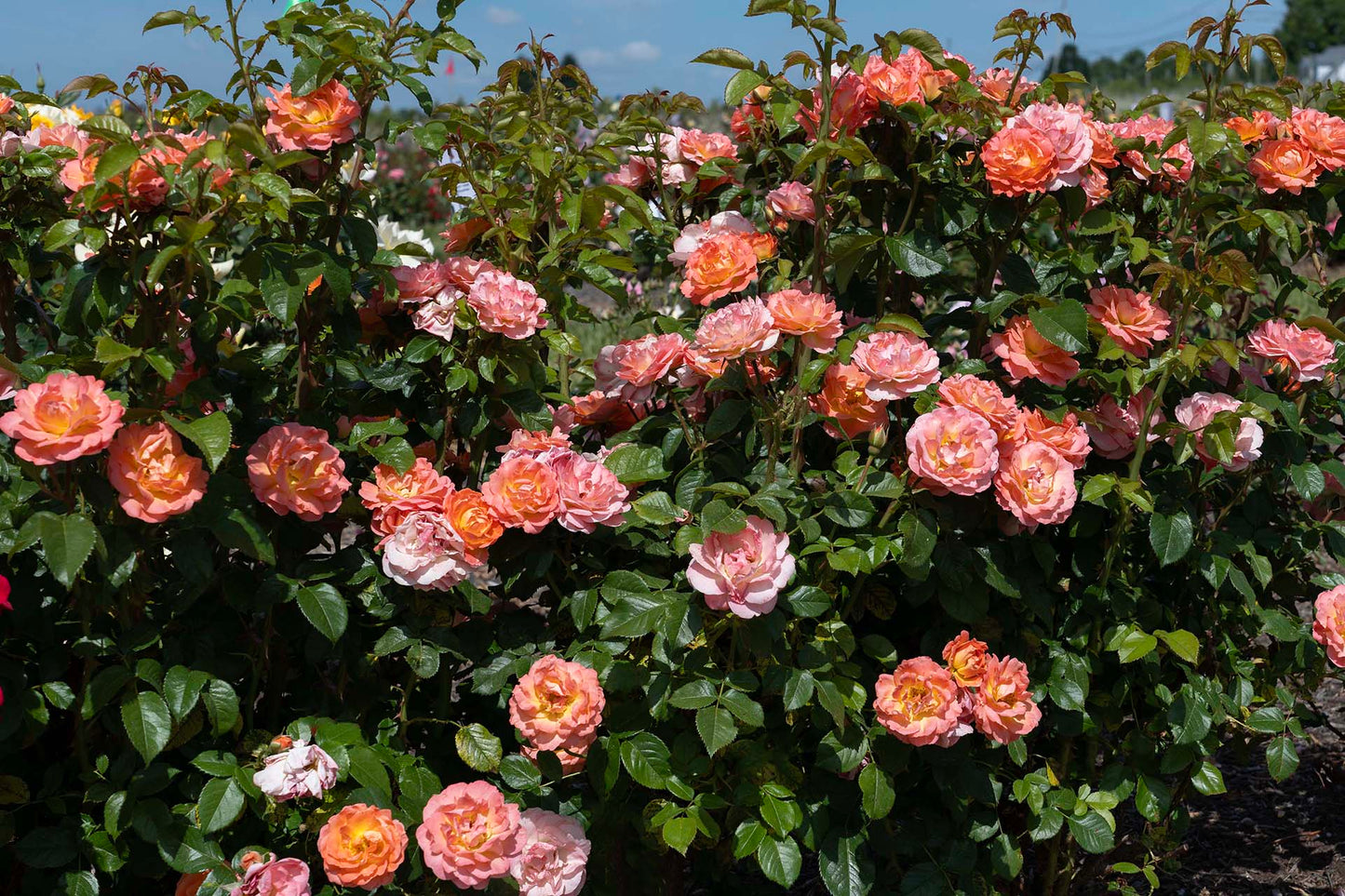 Orange Glow Knock Out Rose – Disease-Resistant Landscape Rose