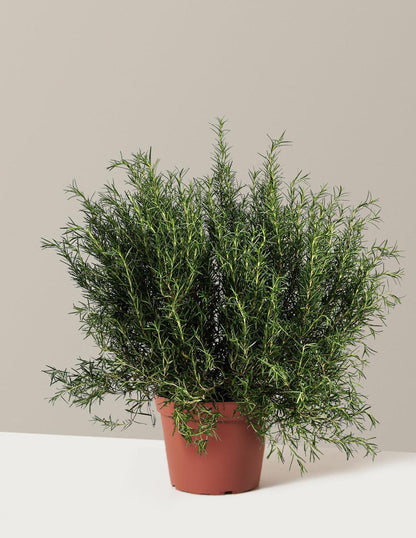 Tuscan Blue Rosemary Live Plant – Evergreen Culinary Herb, Fragrant Rosemary Bush for Garden, Patio & Herb Pots