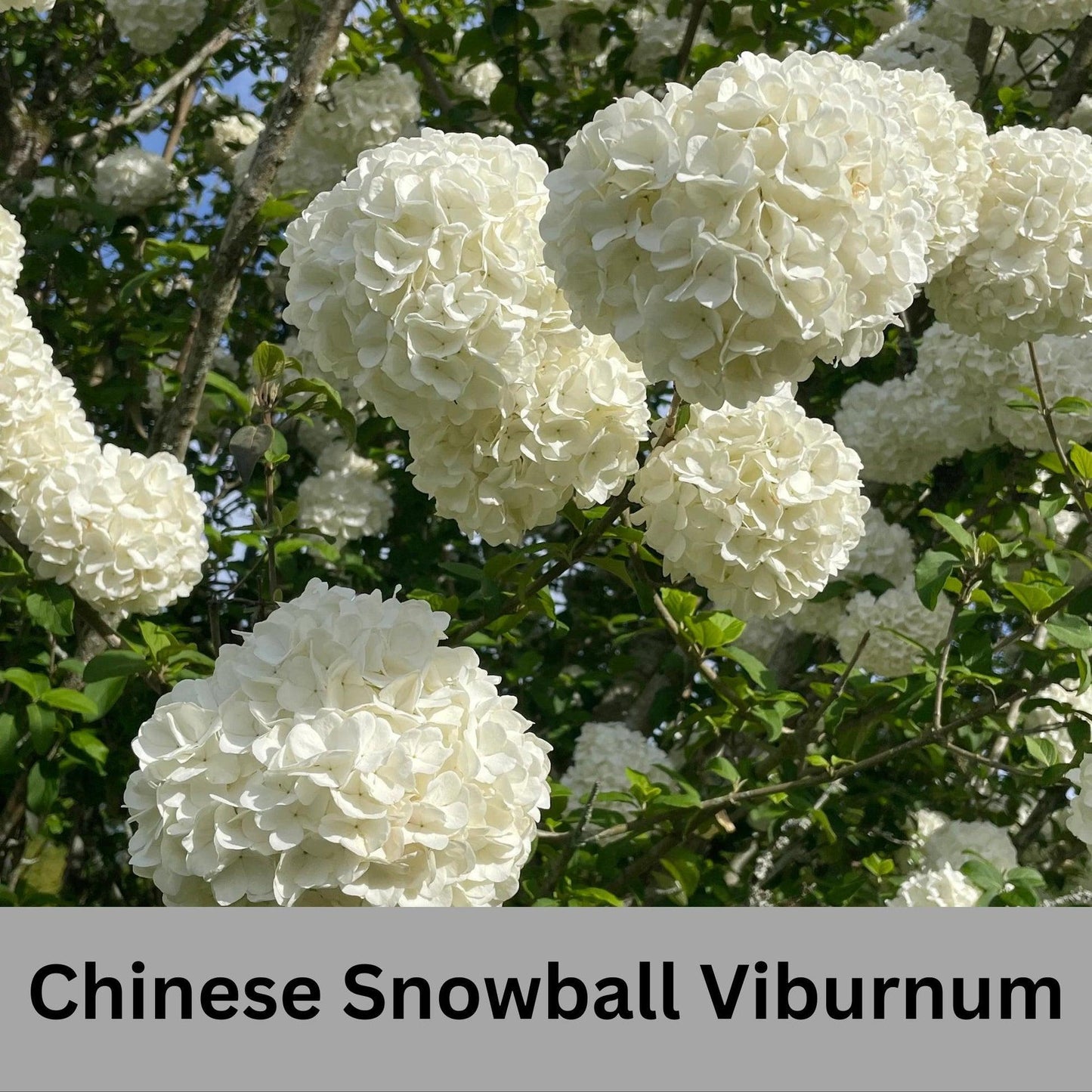 Chinese Snowball Viburnum – Large White Blooming Ornamental Shrub