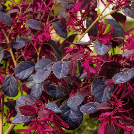 Red Chocolate Loropetalum – Burgundy Evergreen Shrub with Red Fringe Flowers