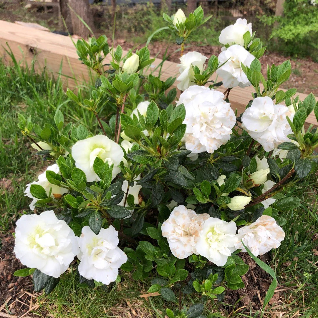 Hardy Gardenia Azalea – Evergreen White Blooming Shrub | Compact Cold-Hardy Azalea for Partial Shade (Zones 6–9)