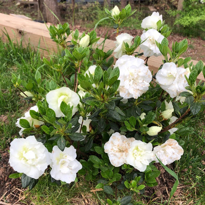 Hardy Gardenia Azalea – Evergreen White Blooming Shrub | Compact Cold-Hardy Azalea for Partial Shade (Zones 6–9)