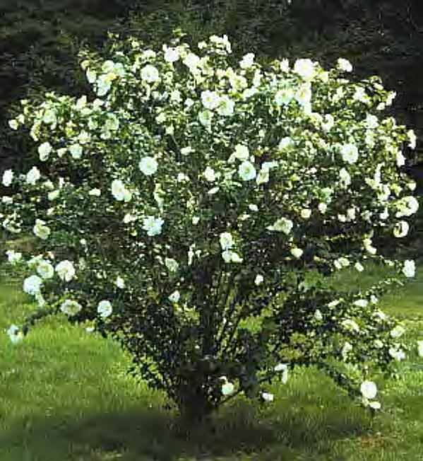 Diana Rose of Sharon Hibiscus – White Flowering Shrub for Landscapes & Pollinator Gardens