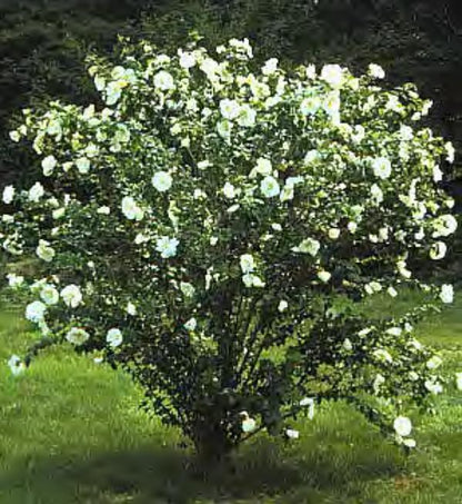 Diana Rose of Sharon Hibiscus – White Flowering Shrub for Landscapes & Pollinator Gardens
