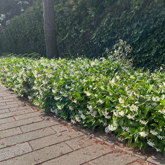 Star Jasmine – Fragrant Evergreen Climbing Vine with White Blooms