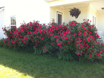 Red Knock Out  Rose – Continuous Blooming Hardy Landscape Shrub