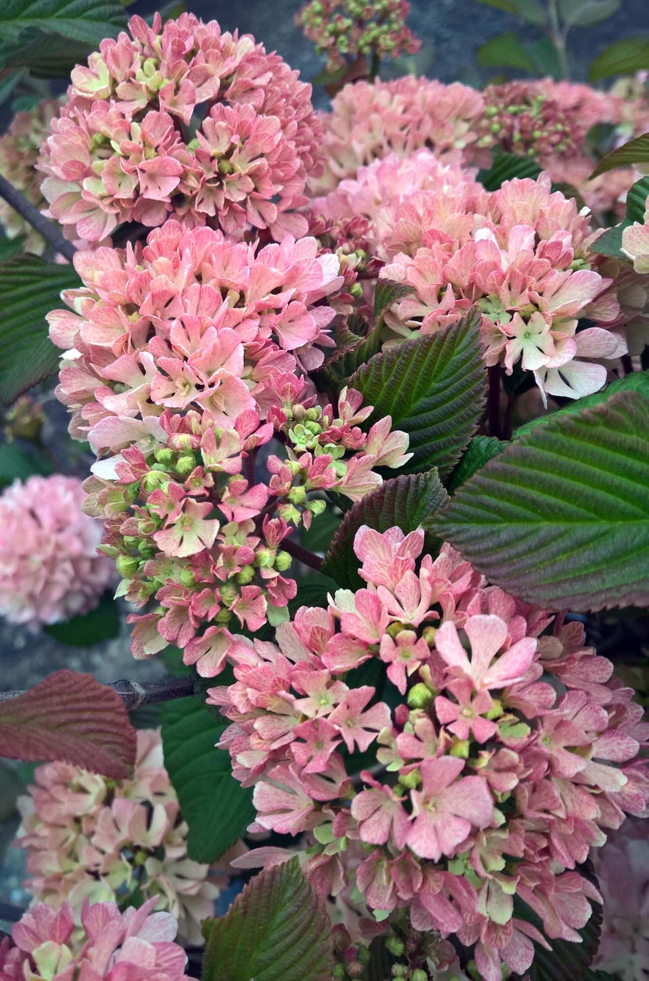 Kern’s Viburnum Plant | Low-Maintenance Evergreen Shrub