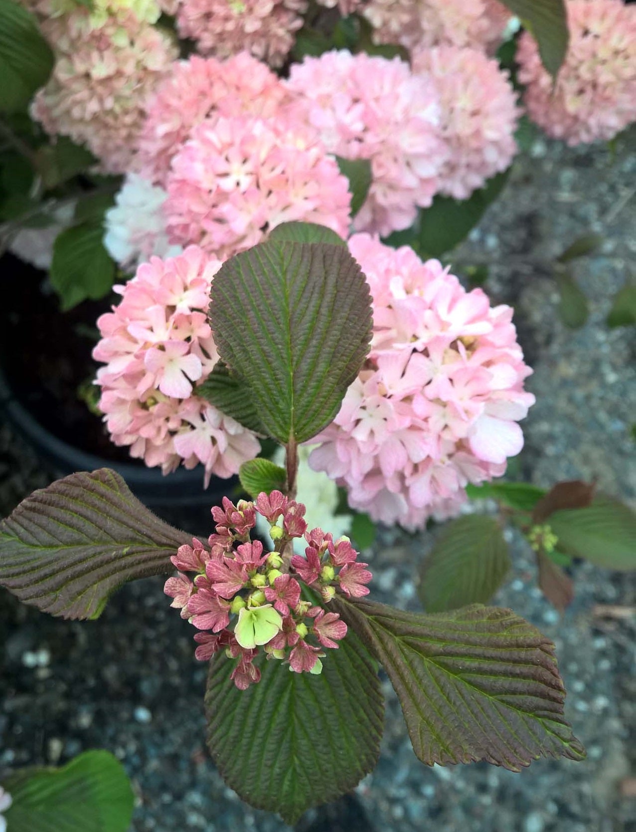Kern’s Viburnum Plant | Low-Maintenance Evergreen Shrub