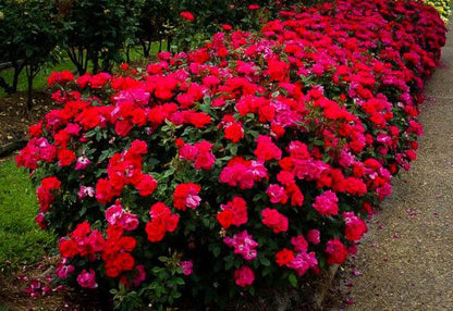 Red Knock Out  Rose – Continuous Blooming Hardy Landscape Shrub