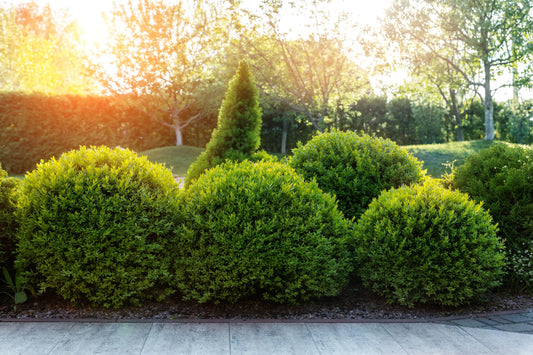 Wintergreen Boxwood | Evergreen Shrub for Hedges & Borders