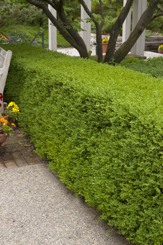Wintergreen Boxwood | Evergreen Shrub for Hedges & Borders