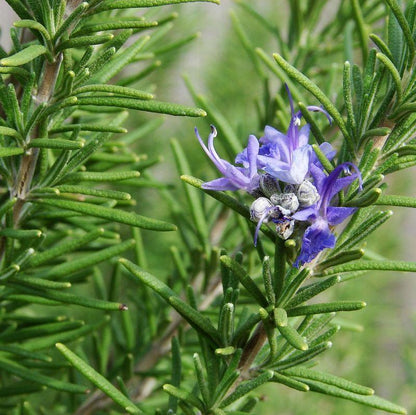 Tuscan Blue Rosemary Live Plant – Evergreen Culinary Herb, Fragrant Rosemary Bush for Garden, Patio & Herb Pots