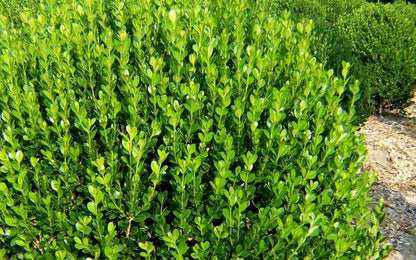 Wintergreen Boxwood Shrub – Cold Hardy Evergreen Hedge Plant for Landscaping, Borders & Topiary