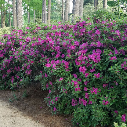 Royalty Encore® Azalea – Reblooming Purple Evergreen Shrub