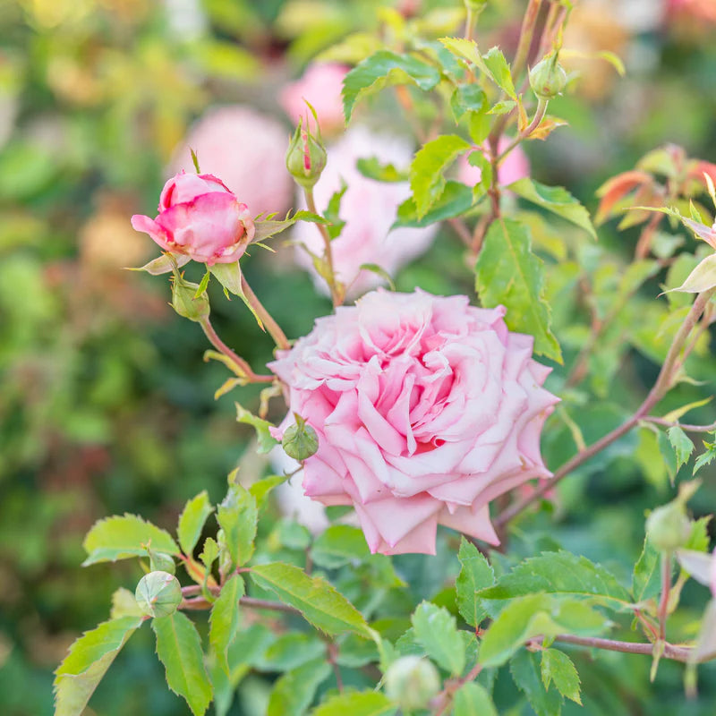 Belinda’s Dream Rose – Fragrant Pink Shrub Rose | Repeat Bloomer, Disease-Resistant Garden Rose