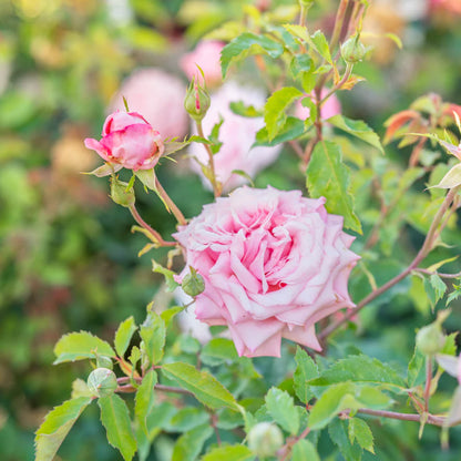 Belinda’s Dream Rose – Fragrant Pink Shrub Rose | Repeat Bloomer, Disease-Resistant Garden Rose