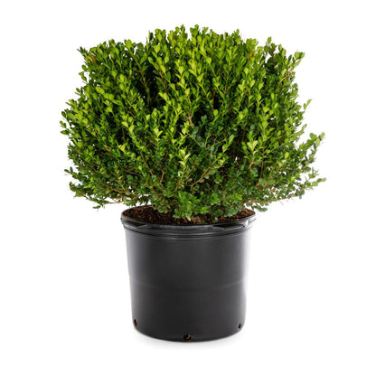 Wintergreen Boxwood Shrub – Cold Hardy Evergreen Hedge Plant for Landscaping, Borders & Topiary