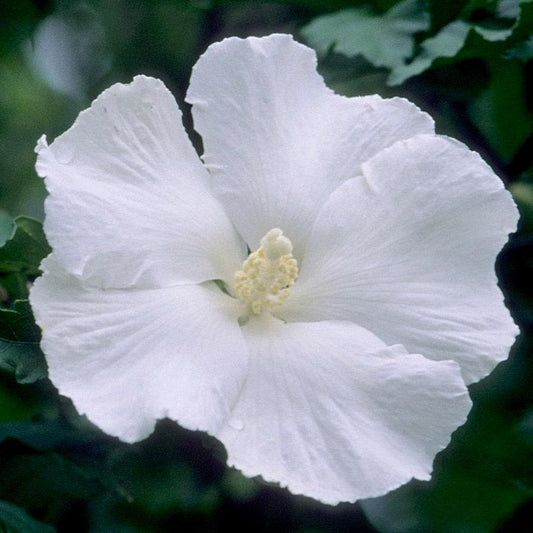 Diana Rose of Sharon Hibiscus – White Flowering Shrub for Landscapes & Pollinator Gardens