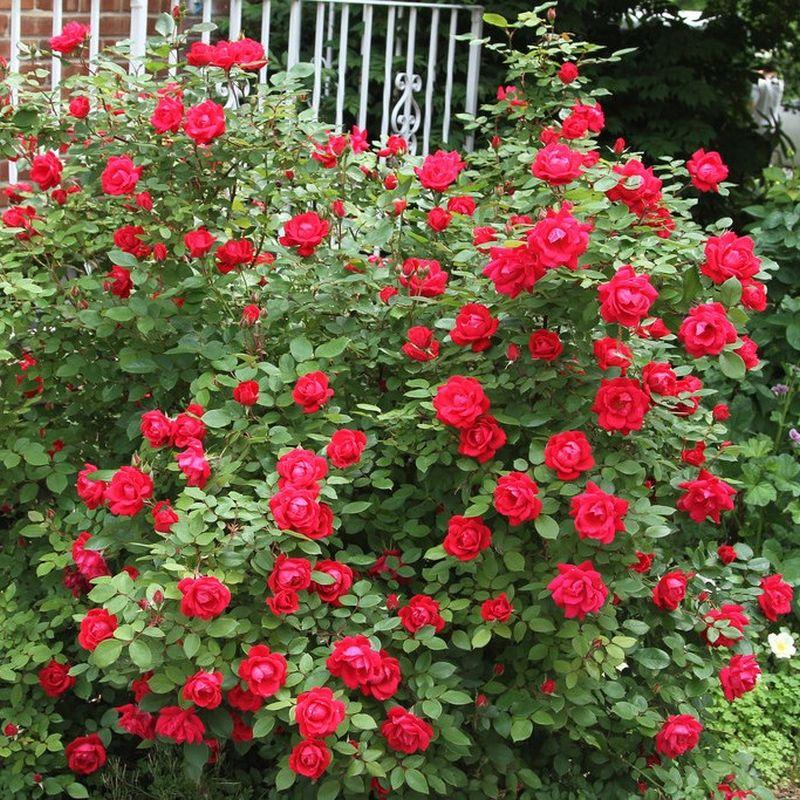 Red Knock Out  Rose – Continuous Blooming Hardy Landscape Shrub