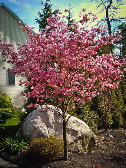 Cherokee Brave Dogwood Tree – Deep Red Flowering Ornamental