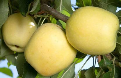 Dorsett Golden Apple Tree – Early Sweet Tropical Apple for Warm Climates | Low Chill Variety for Home Orchards