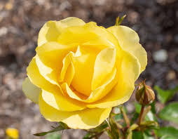 Gilded Sun™ Rose – Bright Yellow Floribunda Rose Shrub