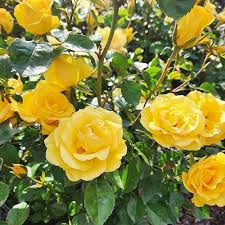 Gilded Sun™ Rose – Bright Yellow Floribunda Rose Shrub