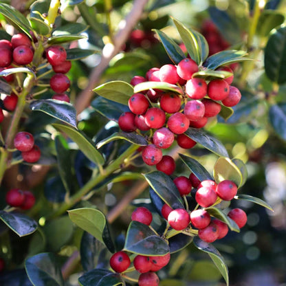 Dwarf Burford Holly – Compact Evergreen Shrub with Glossy Green Foliage and Red Winter Berries