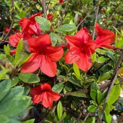 Encore Azalea ‘Autumn Bravo’ – Reblooming Red Evergreen Shrub