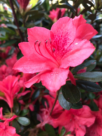 Fashion Azalea – Evergreen Shrub with Pink-Salmon Blooms