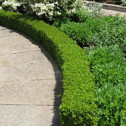 Green Velvet Boxwood Shrub – Compact Evergreen Hedge Plant – Year-Round Green Foliage – Ideal for Borders & Foundation Planting