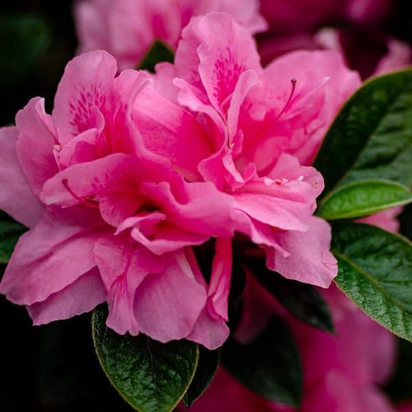 Carnation Encore Azalea – Reblooming Pink Double Azalea Shrub (Evergreen)