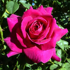 Brindabella Purple Prince Rose – Fragrant Purple Shrub Rose | Disease-Resistant | Reblooms All Season