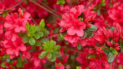 Hino Crimson Azalea – Evergreen Red Spring-Blooming Shrub