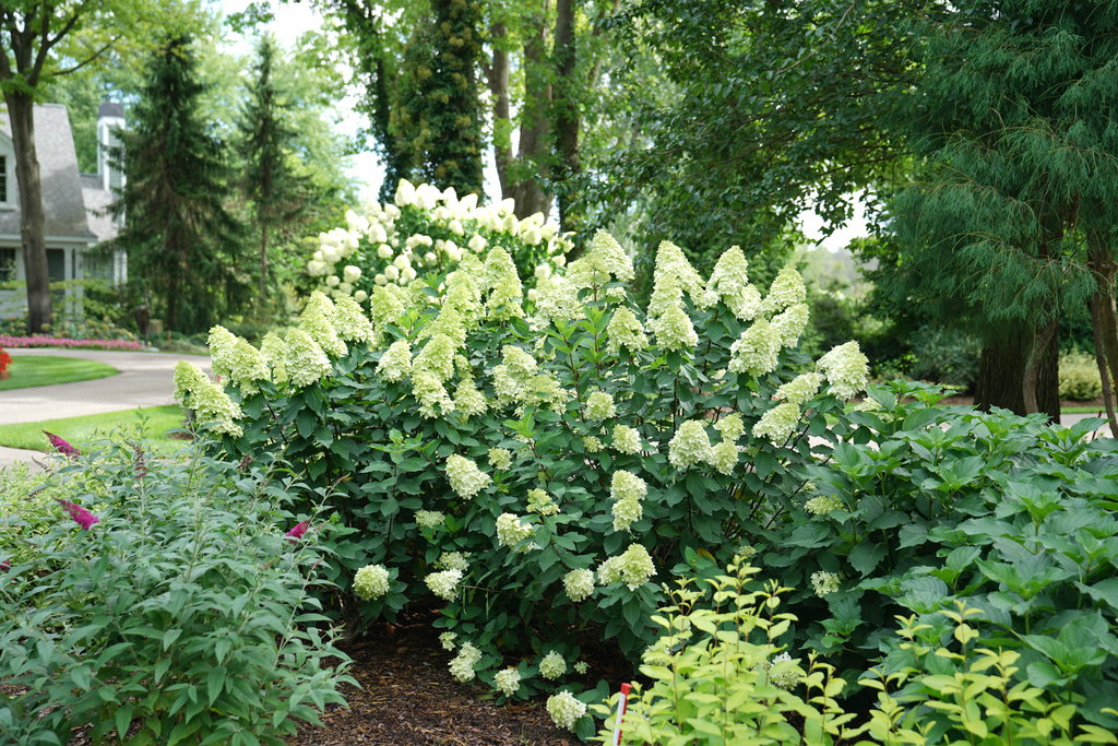 Limelight Prime Hydrangea – Panicle Hydrangea Shrub