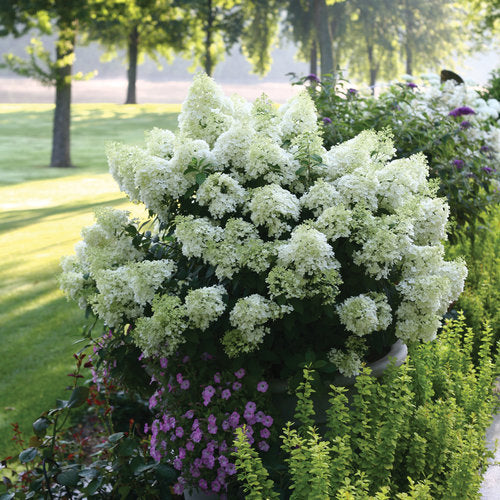 Bobo Hydrangea (Hydrangea Paniculata) – Compact White Flowering Shrub