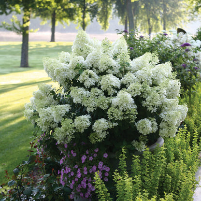 Bobo Hydrangea (Hydrangea Paniculata) – Compact White Flowering Shrub