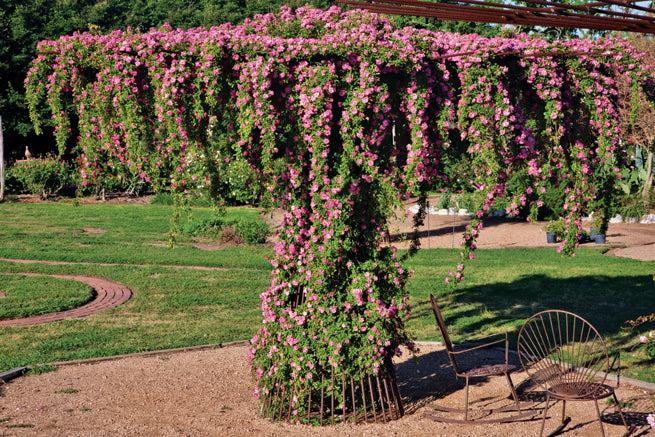 Peggy Martin Climbing Rose – Thornless Pink Hardy Vine Rose for Trellis & Fences