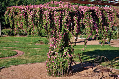 Peggy Martin Climbing Rose – Thornless Pink Hardy Vine Rose for Trellis & Fences
