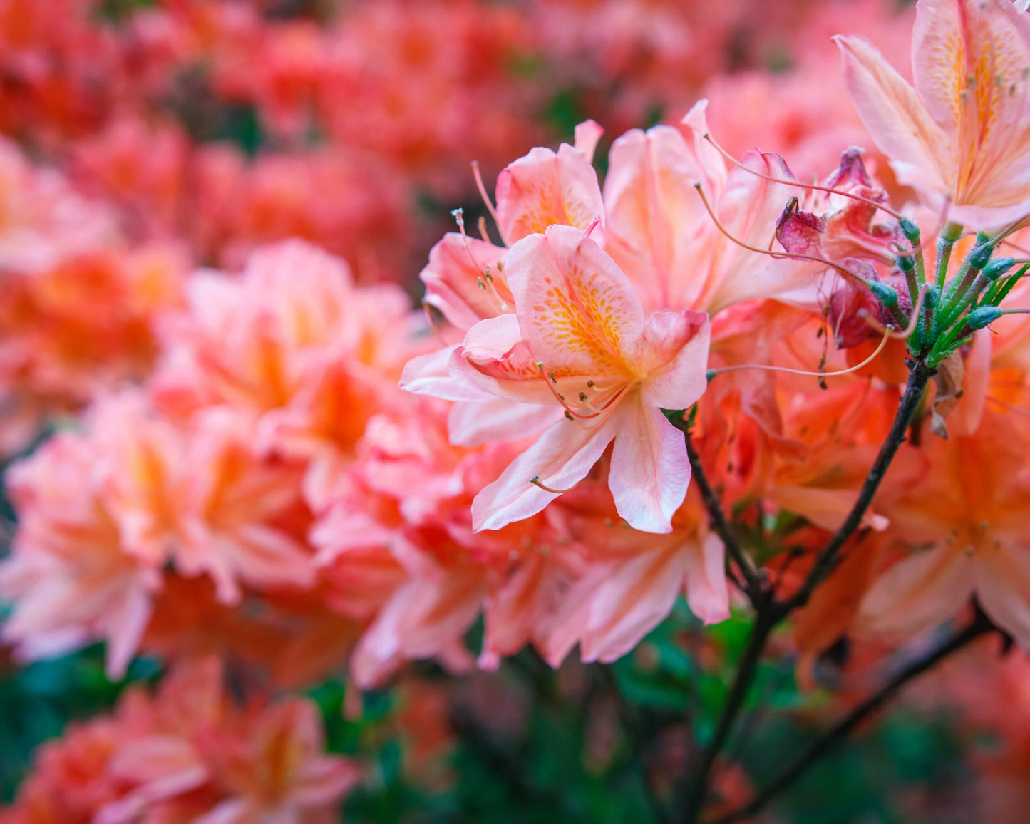 Fashion Azalea – Evergreen Shrub with Pink-Salmon Blooms