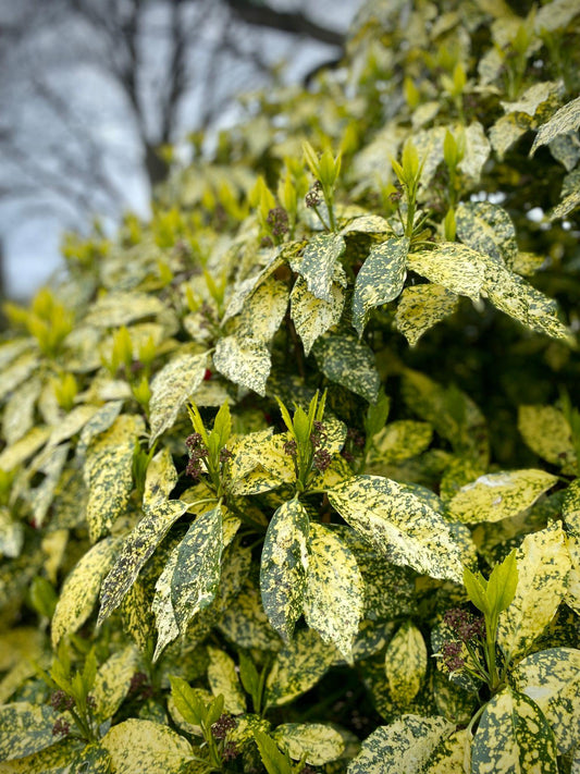 Gold Dust Aucuba Live Plant – Evergreen Shade Shrub with Yellow Variegated Foliage – Aucuba japonica ‘Variegata’
