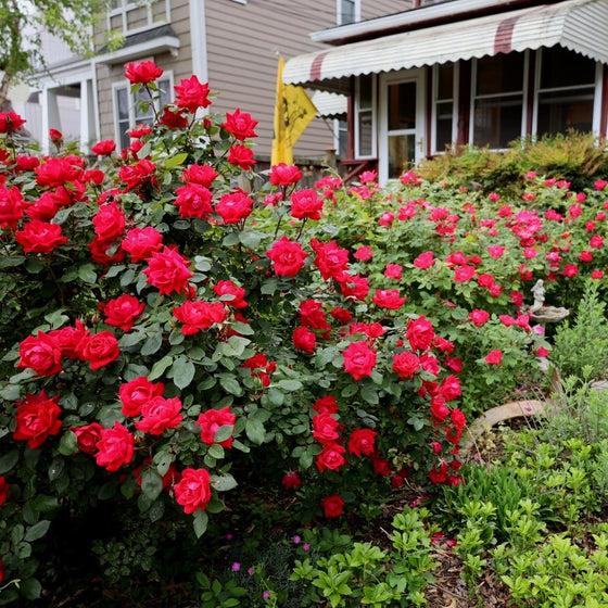 Red Knock Out  Rose – Continuous Blooming Hardy Landscape Shrub