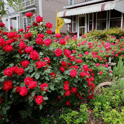 Red Knock Out  Rose – Continuous Blooming Hardy Landscape Shrub
