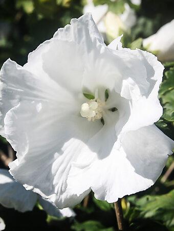 Diana Rose of Sharon Hibiscus – White Flowering Shrub for Landscapes & Pollinator Gardens