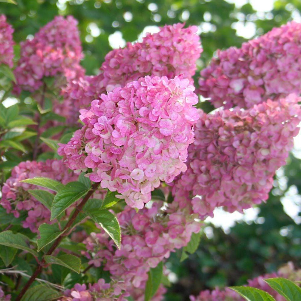 Strawberry Sundae Hydrangea – Pink & White Color Changing Flowering Shrub | Hydrangea paniculata ‘Rensun’