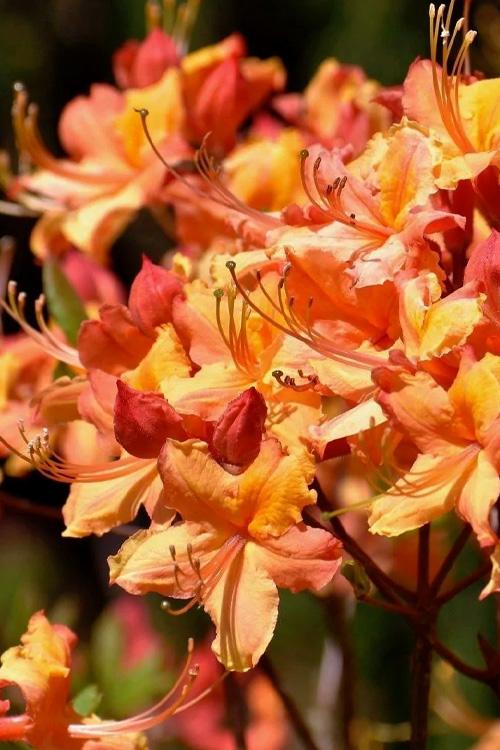 Tallulah Sunrise Native Azalea – Peach to Orange Blooming Deciduous Shrub